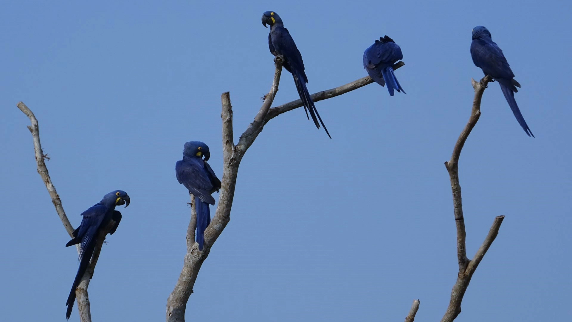 Pantanal wildlife
